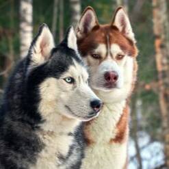 Eddie  "Joshua" Gladney