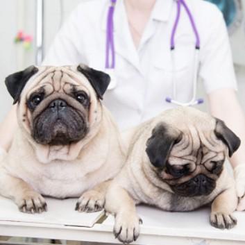 Fort Oglethorpe Pet Wellness Center