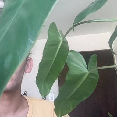 Jesús Miguel Ortiz Collazo