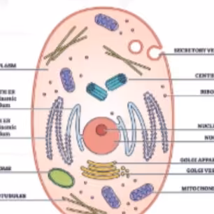 Animal Cell