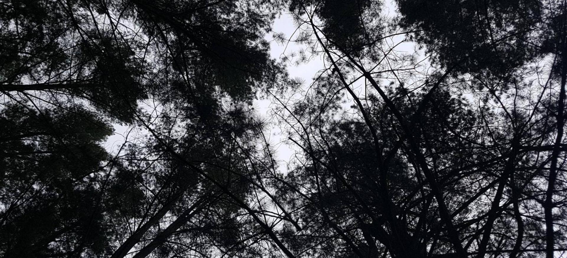 web
